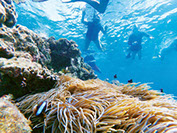 Randonnée palmée avec atao taxi boat dans le lagon de noumea, Nouvelle Calédonie.